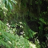 Plants: image 138 Of 208 Thumb